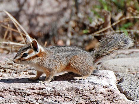 Cliff Chipmunk (Neotamias dorsalis)