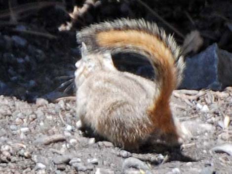 Cliff Chipmunk (Neotamias dorsalis grinnelli)