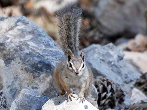 Cliff Chipmunk (Neotamias dorsalis)