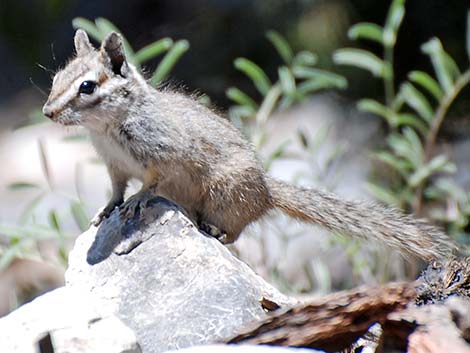 Cliff Chipmunk (Neotamias dorsalis grinnelli)