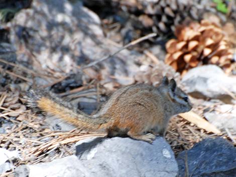 Cliff Chipmunk (Neotamias dorsalis grinnelli)