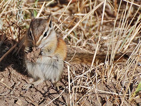 Least Chipmunk (Neotamias minimus)