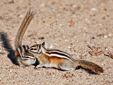 Least Chipmunk (Neotamias minimus)