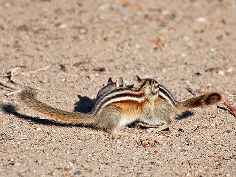 Least Chipmunk (Neotamias minimus)