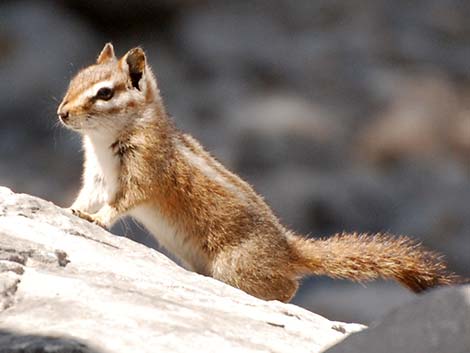 Charleston Mountain Chipmunk (Neotamias palmeri)