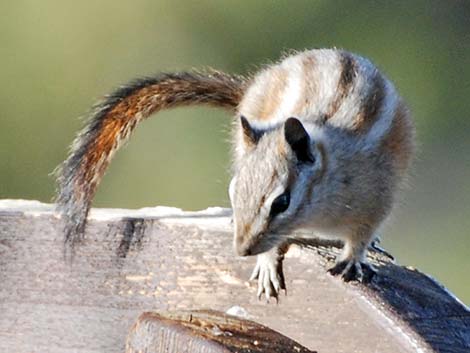 Charleston Mountain Chipmunk (Tamias palmeri)