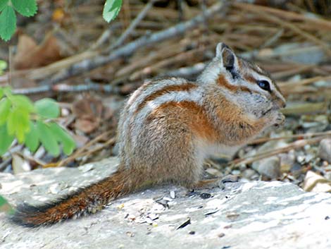 Charleston Mountain Chipmunk (Neotamias palmeri)