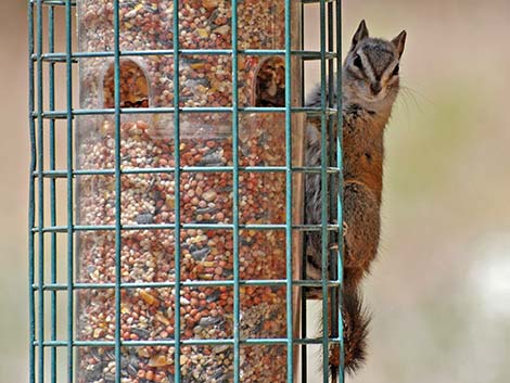 Charleston Mountain Chipmunk (Neotamias palmeri)