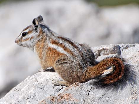 Charleston Mountain Chipmunk (Neotamias palmeri)