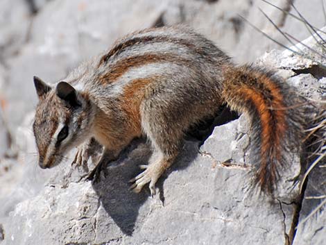 Charleston Mountain Chipmunk (Neotamias palmeri)