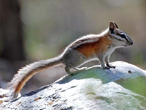 Panamint Chipmunk (Neotamias panamintinus)