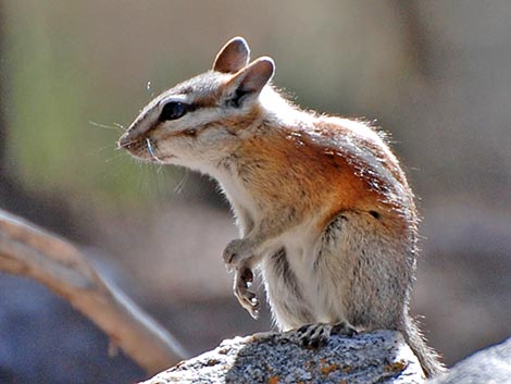 Panamint Chipmunk (Neotamias panamintinus)