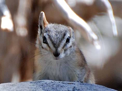 Panamint Chipmunk (Neotamias panamintinus)