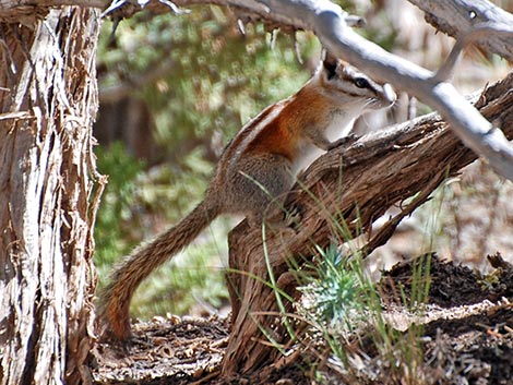 Panamint Chipmunk (Neotamias panamintinus)