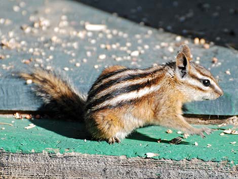 Colorado Chipmunk (Neotamias quadrivittatus)