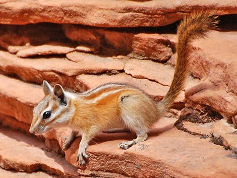 Hopi Chipmunk (Neotamias rufus)