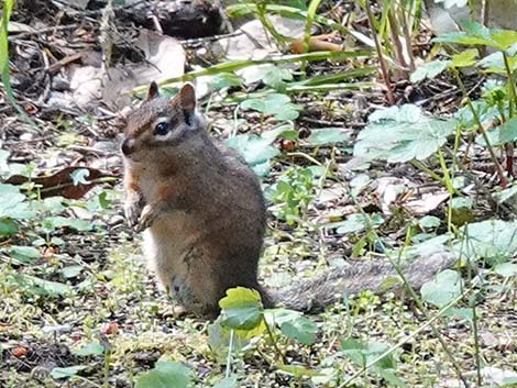 Siskiyou Chipmunk (Neotamias siskiyou)