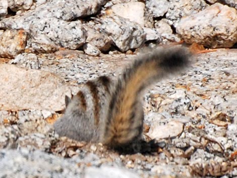 Lodgepole Chipmunk (Neotamias speciosus)