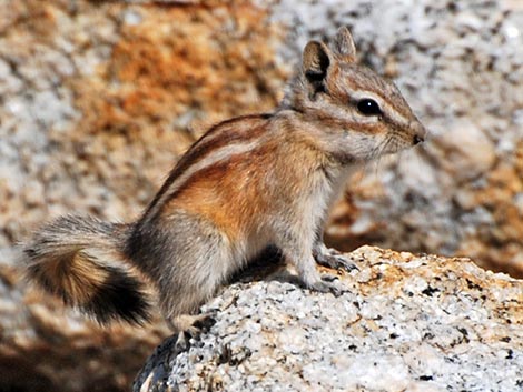 Lodgepole Chipmunk (Neotamias speciosus)