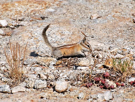 Lodgepole Chipmunk (Neotamias speciosus)