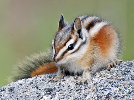 Lodgepole Chipmunk (Neotamias speciosus)