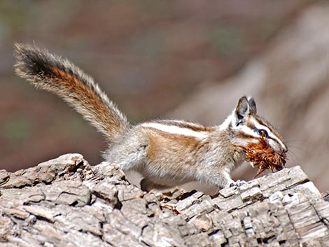 Lodgepole Chipmunk (Neotamias speciosus)