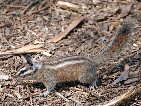 Lodgepole Chipmunk (Neotamias speciosus)