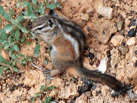 Uinta Chipmunk (Neotamias umbrinus)