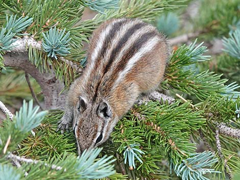 Uinta Chipmunk (Neotamias umbrinus)