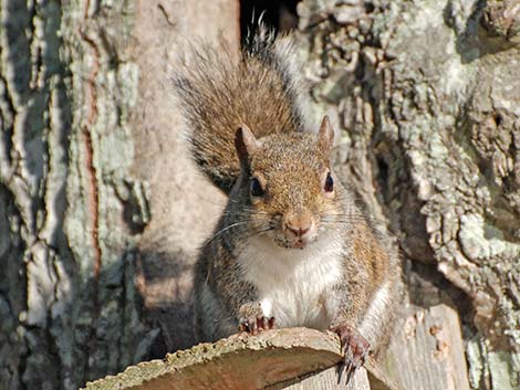 Eastern Gray Squirrel (Sciurus carolinensis)