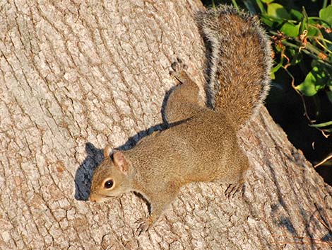 Eastern Gray Squirrel (Sciurus carolinensis)