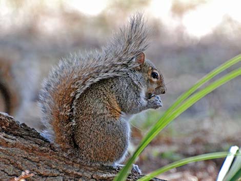 Eastern Gray Squirrel (Sciurus carolinensis)