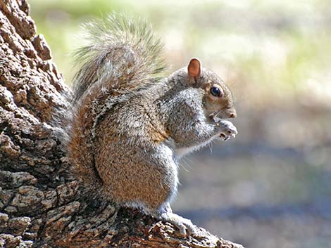 Eastern Gray Squirrel (Sciurus carolinensis)