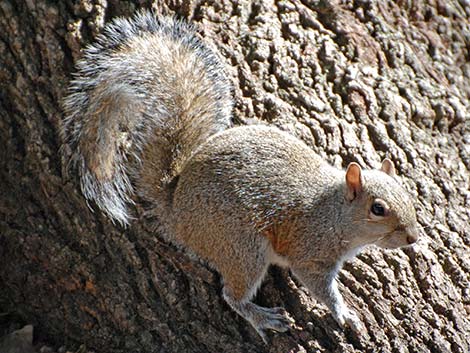 Eastern Gray Squirrel (Sciurus carolinensis)