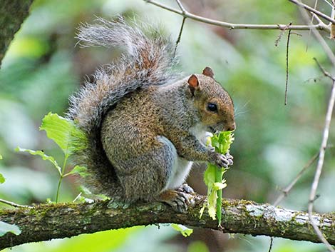 Eastern Gray Squirrel (Sciurus carolinensis)