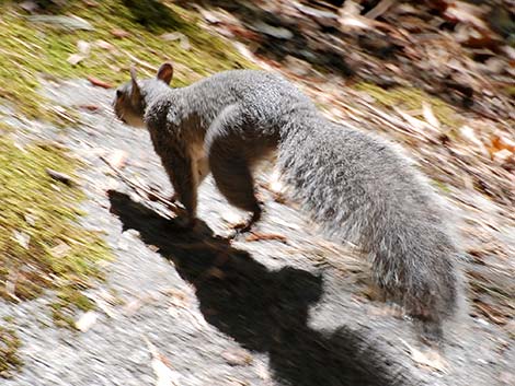 Western Gray Squirrel (Sciurus griseus)