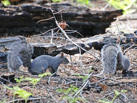 Western Gray Squirrel (Sciurus griseus)