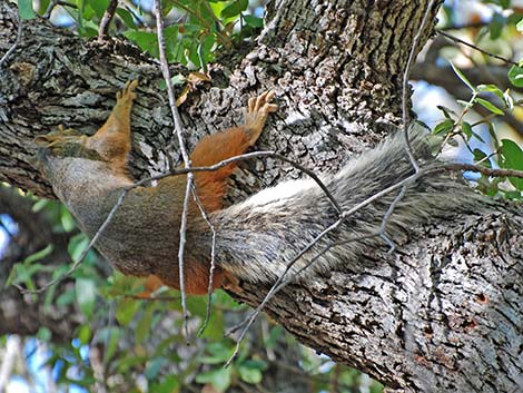 Mexican Fox Squirrel (Sciurus nayaritensis)