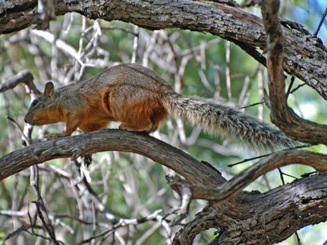 Mexican Fox Squirrel (Sciurus nayaritensis)