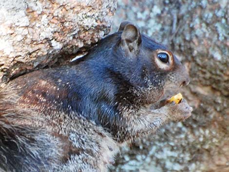 Fox Squirrel (Sciurus niger)