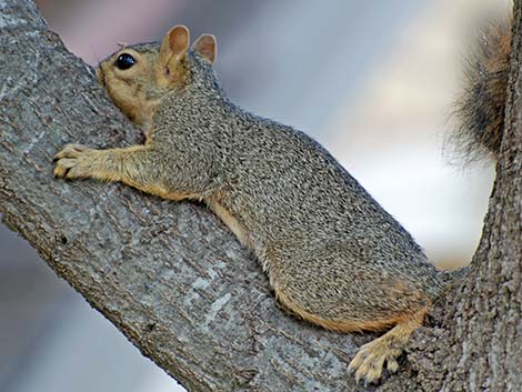 Fox Squirrel (Sciurus niger)