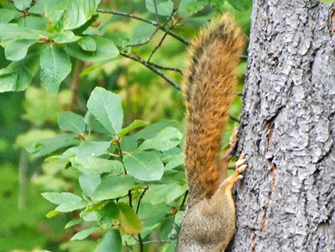 Fox Squirrel (Sciurus niger)