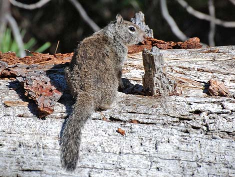 California Ground Squirrel (Otospermophilus beecheyi)