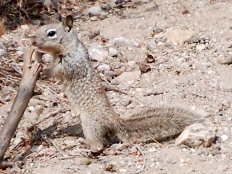 California Ground Squirrel (Otospermophilus beecheyi)