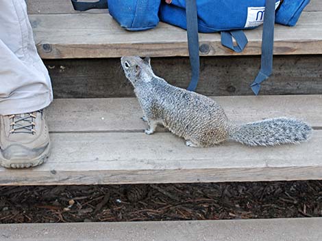 California Ground Squirrel (Otospermophilus beecheyi)