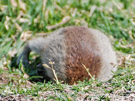 Belding's Ground Squirrel (Urocitellus beldingi)