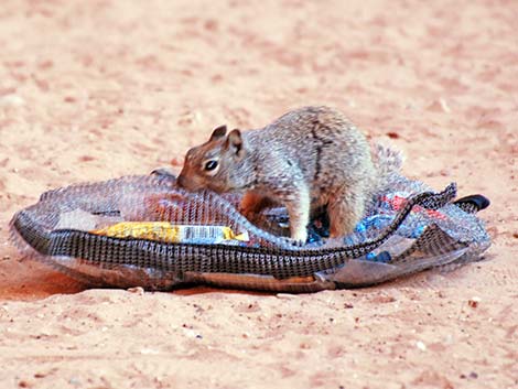 Rock Squirrel (Otospermophilus variegatus)