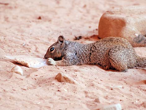 Rock Squirrel (Otospermophilus variegatus)