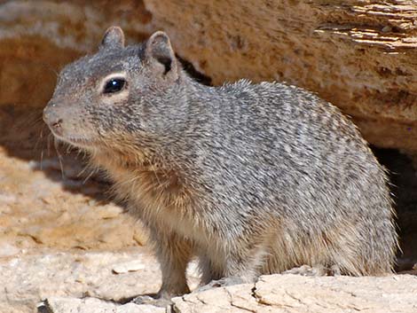 Rock Squirrel (Otospermophilus variegatus)