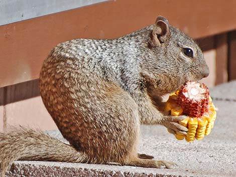 Rock Squirrel (Otospermophilus variegatus)